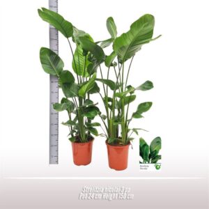 Strelitzia nicolai Strelitzia nicolai 3 per Pot
(1 Plants/Order)(24cmP 150cmH)