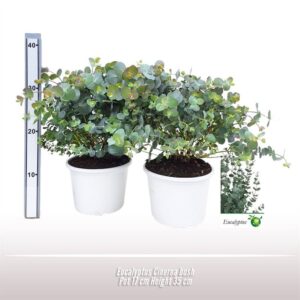 Eucalyptus cinerea Eucalyptus Cinerea struik
(3 Plants/Order)(17cmP 35cmH)