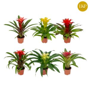 Guzmania Guzmania Compact Plus mixed 10.5cm (Met Hoes)
(9 Plants/Order)(10.5cmP 30cmH)