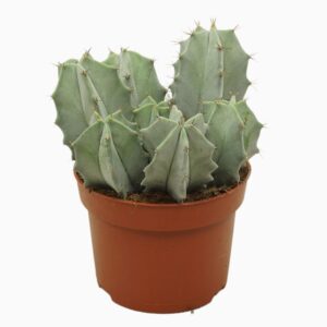 Cereus Ritterocereus pruinosus 13 cm
(6 Plants/Order)(13cmP 15cmH)