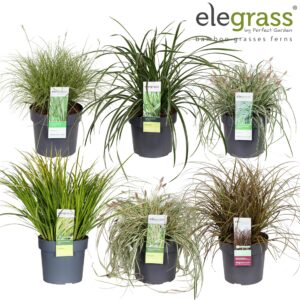 Siergrassen mix Grassen mix laag tray P19 - Elegrass Hardy and Evergreen
(21 Plants/Order)(19cmP 50cmH)