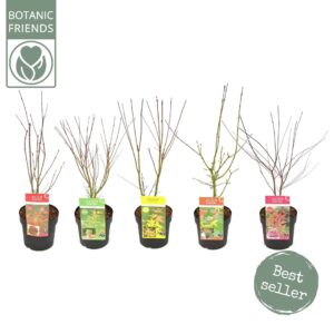 Acer palmatum Acer palm. diverse mix
(1 Plants/Order)(19cmP 50cmH)