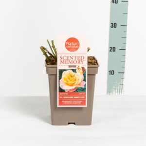 Rosa other Rosa Scented Memory ® 'Parfum de Nature', C5
(1 Plants/Order)(23cmP 30cmH)