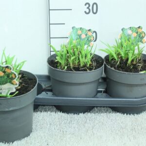 Hemerocallis Hemerocallis Every Day 'lily Rose' P19
(1 Plants/Order)(19cmP 20cmH)