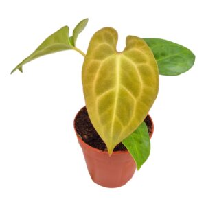 Anthurium Leaf Anthurium King of Spades x Forgetii x Goliath
(10 Plants/Order)(9cmP 15cmH)