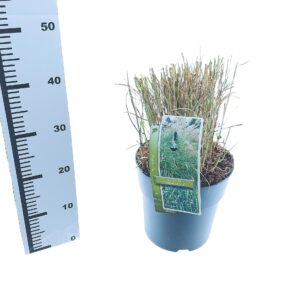 Miscanthus sinensis Miscanthus sin. 'Little Zebra'
(1 Plants/Order)(23cmP 40cmH)