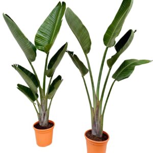 Strelitzia nicolai Strelitzia nicolai P24 1PP
(1 Plants/Order)(24cmP 150cmH)