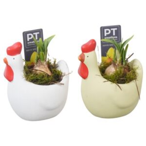 Narcissus Tete a Tete PTNP4506 Arrangement Narcissus Easter in Ceramics kip
(9 Plants/Order)(12cmP 16cmH)