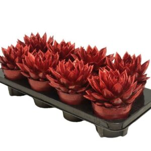 Echeveria Miranda coloured red Natureglit®
(8 Plants/Order)(12cmP 15cmH)