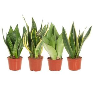 Sansevieria Sansevieria mix 9 cm 2pp 4 Types
(12 Plants/Order)(9cmP 25cmH)