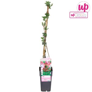 Lonicera Serotina Lonicera periclymenum Serotina P15
(10 Plants/Order)(15cmP 65cmH)