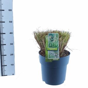 Pennisetum alopecuroides Hameln Pennisetum alopecuroides 'Hameln'
(1 Plants/Order)(29cmP 40cmH)