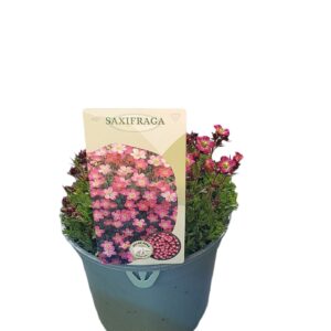 Saxifraga Rosenzwerg Saxifraga 'Pink'
(1 Plants/Order)(17cmP 25cmH)