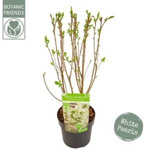 Exochorda racemosa Exochorda r. 'Magical Springtime' ®
(1 Plants/Order)(19cmP 60cmH)