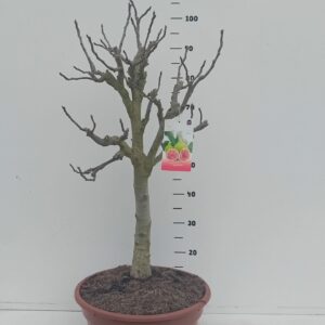 Ficus carica Ficus carica Bonsai
(1 Plants/Order)(40cmP 100cmH)