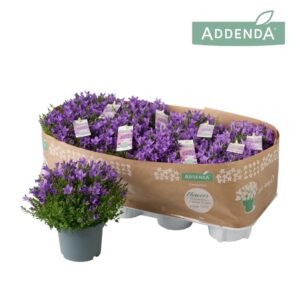 Campanula portenschlagiana Campanula Ambella® Intense Purple
(8 Plants/Order)(12cmP 17cmH)