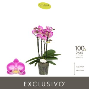 Phalaenopsis Multiflora Exclusivo Cupido 4 spike
(10 Plants/Order)(12cmP 45cmH)