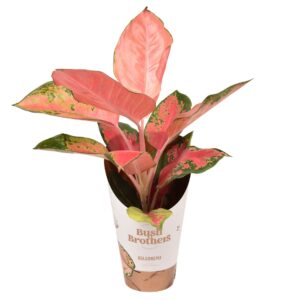 Aglaonema other Aglaonema Orange Star
(10 Plants/Order)(12cmP 35cmH)