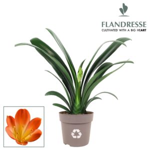 Clivia miniata Clivia Flandresse® Strong! Extra orange
(8 Plants/Order)(13cmP 40cmH)