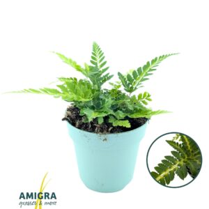 Arachniodes aristata Variegata Arachnoides aristata ‘Variegata’
(15 Plants/Order)(10.5cmP 15cmH)