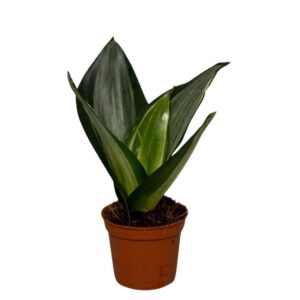 Sansevieria Hahnii Diamond Hahnii
(20 Plants/Order)(6cmP 10cmH)