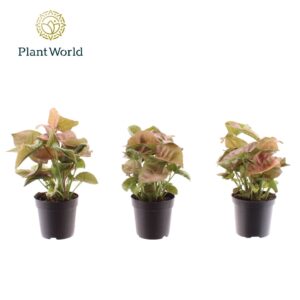 Syngonium Syngonium Neon Robusta 7 cm
(16 Plants/Order)(7cmP 15cmH)