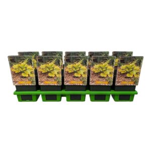 Hosta other Hosta 'Summer Breeze' P11
(10 Plants/Order)(11cmP 25cmH)