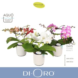 Phalaenopsis mixed Dioro mix 2 spike in Molise White Aquo
(3 Plants/Order)(12cmP 50cmH)