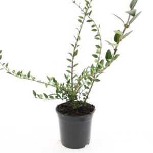 Lonicera pileata Lonicera pileata 'Purple Pearl'
(8 Plants/Order)(14cmP 10cmH)