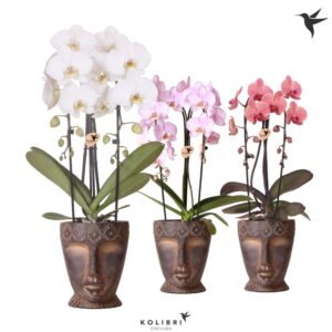 Phalaenopsis Elegant Cascade Kolibri Orchids Phalaenopsis Cascade Niagara Fallmix 2 spike in Totem Mask Pot
(4 Plants/Order)(12cmP 50cmH)