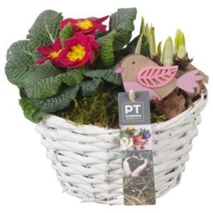 Arrangementen PTBM3851 Arrangement Flower Bulbs mix in rieten mand
(6 Plants/Order)(18cmP 20cmH)