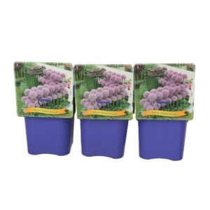 Allium mixed Allium 'Pinball Wizard' C5
(1 Plants/Order)(21cmP 35cmH)