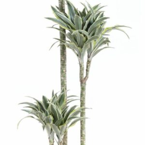 Dracaena Surprise Dracaena Surprise 90-60-30
(1 Plants/Order)(24cmP 150cmH)