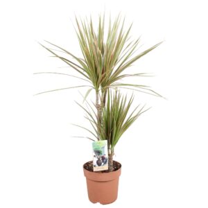 Dracaena Bicolor Dracaena Bicolor 30-15
(1 Plants/Order)(17cmP 70cmH)