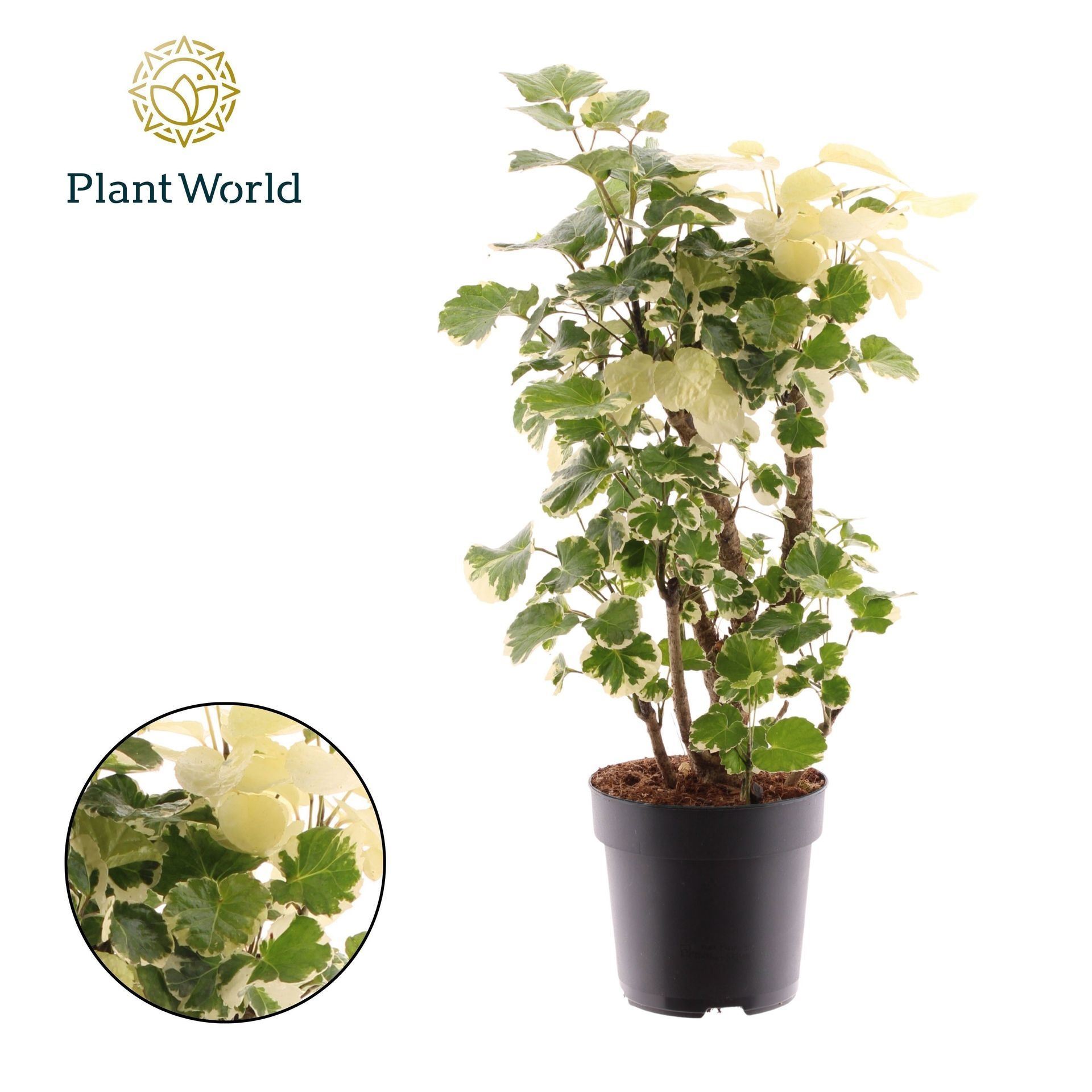 Polyscias Polyscias Balfouriana busch
(1 Plants/Order)(17cmP 45cmH)