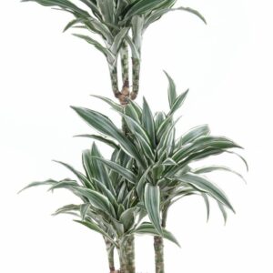 Dracaena White Jewel Dracaena White Jewel 60-30-15
(1 Plants/Order)(21cmP 110cmH)
