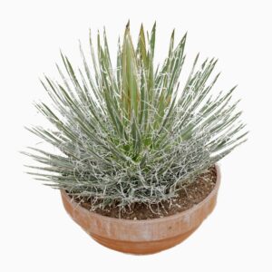 Agave Agave filifera 45 cm
(1 Plants/Order)(45cmP 60cmH)