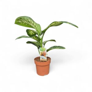 Dieffenbachia Tropic Snow Dieffenbachia Tropic Snow
(1 Plants/Order)(17cmP 55cmH)