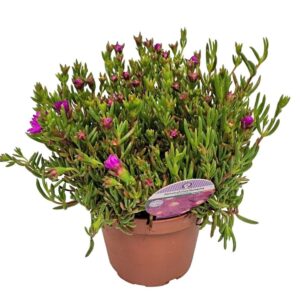 Lampranthus roseus Lampranthus Roseus Purple
(6 Plants/Order)(14cmP 22cmH)