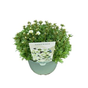 Saxifraga White Pixie Saxifraga Pixie White
(1 Plants/Order)(19cmP 30cmH)
