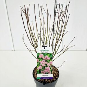 Ceanothus x pallidus Perle pink Ceanothus del. 'Perle Rose' 40-50C5
(1 Plants/Order)(23cmP 60cmH)