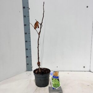 Ginkgo Ginkgo biloba
(1 Plants/Order)(17cmP 70cmH)