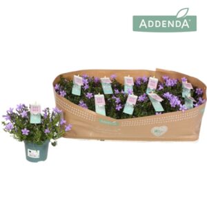 Campanula Ambella Lavender Campanula Amb. Lavender
(10 Plants/Order)(10.5cmP 22cmH)