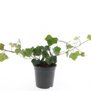 Hedera hibernica Hedera hibernica
(8 Plants/Order)(14cmP 10cmH)