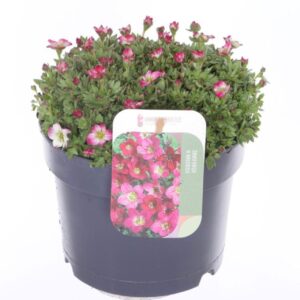 Saxifraga Alpino Early Picotee Saxifraga Alpino Early Picotee
(1 Plants/Order)(17cmP 20cmH)