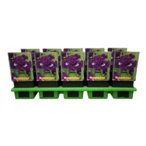 Iris sibirica Iris Sibirica 'Kaboom' P11
(10 Plants/Order)(11cmP 25cmH)