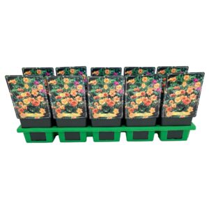 Geum Prinses Juliana Geum 'Prinses Juliana' P11
(10 Plants/Order)(11cmP 25cmH)