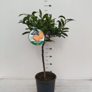 Citrus limon Citrus unshiu Satsuma
(1 Plants/Order)(21cmP 60cmH)