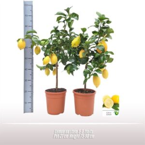 Citrus limon Citroen op stam
(1 Plants/Order)(21cmP 75cmH)