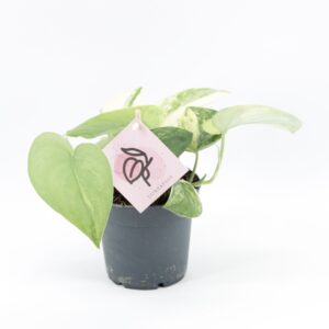 Scindapsus Scindapsus Jade Satin
(14 Plants/Order)(12cmP 20cmH)